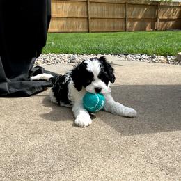 Cavapoo Puppies from Sharices Cavapoos