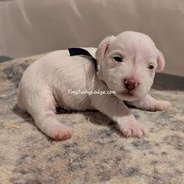 AKC blue collar - White female Miniature Schnauzer puppy in Greencastle, Indiana from Tiny Tushy Lodge