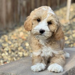 Trapper - Cream male Goldendoodle puppy in Twin Falls, Idaho from Magic Valley Family Doodles