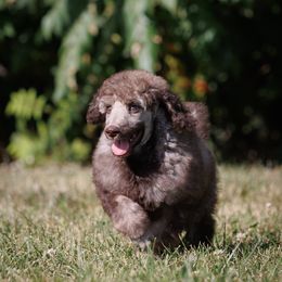 Poodle Puppies from Mystic Moon Poodles