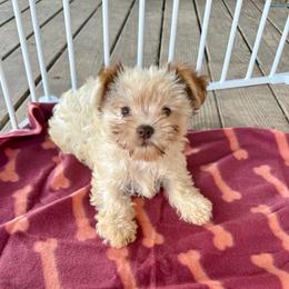 Tammy - Chocolate, tan and white female Yorkshire Terrier puppy in Elgin, Texas from For The Love of Yorkies Texas