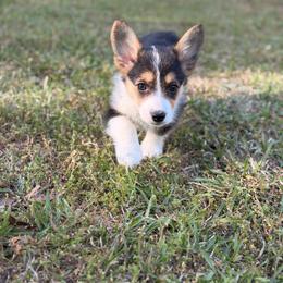 Mozart - Blue male Pembroke Welsh Corgi puppy in Snellville, Georgia from Laur's Classic Corgis