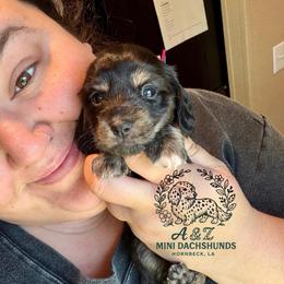Dixie - Black and cream female Dachshund puppy in Hornbeck, Louisiana from A&Z Mini Dachshunds