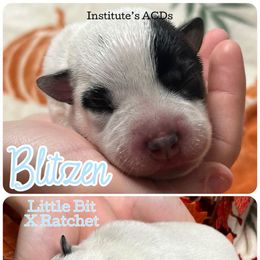Blitzen - Blue male Australian Cattle Dog puppy in Hiddenite, North Carolina from Institute Australian Cattle Dogs