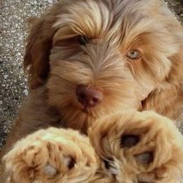 Gunna - Australian Labradoodle