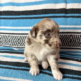 Pecos - Red merle male Australian Shepherd puppy in Amarillo, Texas from 6J Aussies Australian Shepherds