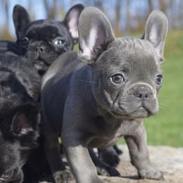 French Bulldogs from Hooties Cuties