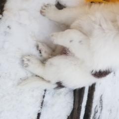 Nord Wachhund Puppies from Nordic Kennels