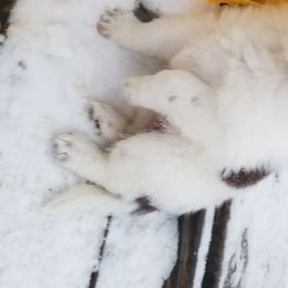 Nord Wachhund Puppies from Nordic Kennels