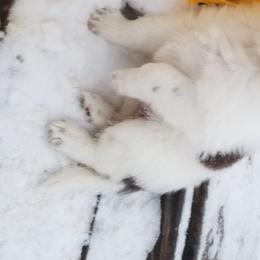 Nord Wachhund Puppies from Nordic Kennels