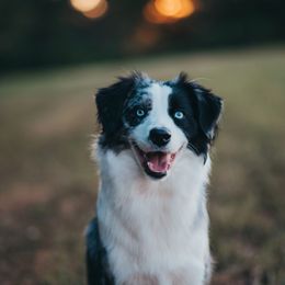 Bindi - Australian Shepherd