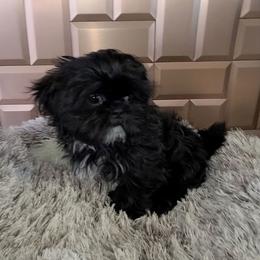 Girl 1 - Black female Shih Tzu puppy in Bishop, California from Shih Tzu G-ma