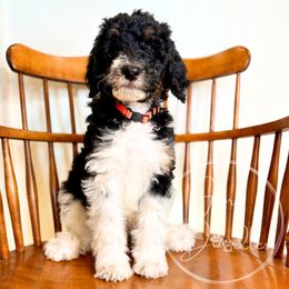 Osaka (Orange) - Tri-color male Bernedoodle puppy in Rockwall, Texas from Glory Doodles