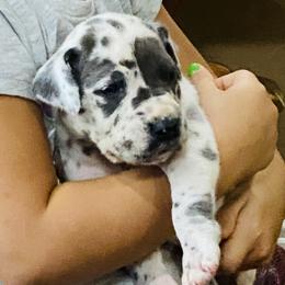 Great Dane Puppies from Texas Devine Danes