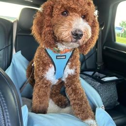 Goldendoodle All Grown Up from Shelley Torres's Goldendoodles