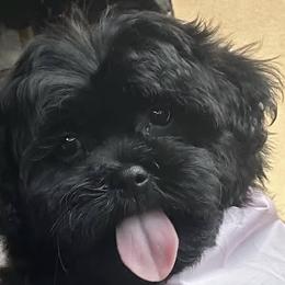 Shihpoos from Dws_kennelservices