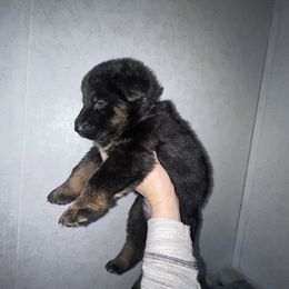 Justice- Green collar - Black and tan female German Shepherd puppy in Winterport, Maine from Vom Stevens Old Fashioned German Shepherds