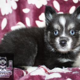 Eleanor - Black female Pomsky puppy in Centerville, Iowa from LJ Kennels Pomskies, LLC