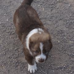 Girl 1 - Red fawn female Armenian Gampr puppy in Neenach, California from The Mustangs Ranch