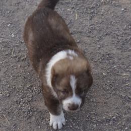 Girl 1 - Red fawn female Armenian Gampr puppy in Neenach, California from The Mustangs Ranch