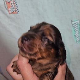 Boy 3 - Dapple male Dachshund puppy in Lansing, Michigan from Black Thunder 517 Dachshunds and frenchies