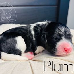 Plum - Black and white female Bernedoodle puppy in Fate, Texas from Dandy Lane Poodles & Doodles