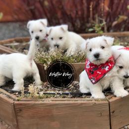 Shihpoo, Shih Tzu, and West Highland White Terrier Puppies from Westie Way & Polly Tzu Shih tzu and more