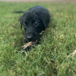 Black male - Black male Labrador Retriever puppy in Prosper, Texas from Essayons Gundogs