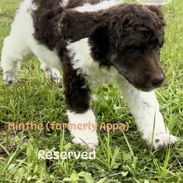 Appa - Parti female Poodle puppy in Jacksonville, Florida from Creek Side Kennels