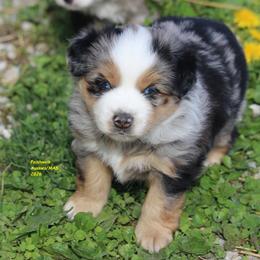 Quip - blue eyes - Blue merle male Miniature American Shepherd puppy in Hillsdale, Michigan from Faithwalk Aussies and Mini American Shepherds