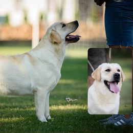 Mila - Labrador Retriever