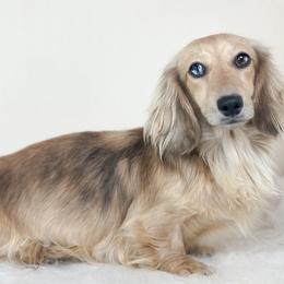 Shady - Dachshund