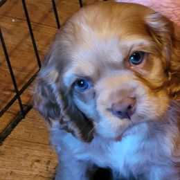 Cocker Spaniels from Postalspaniel of Many Colors