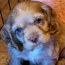 Cocker Spaniels from Postalspaniel of Many Colors