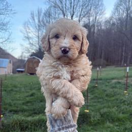 Boy 5 - Apricot male Double Doodle puppy in Jonesborough, Tennessee from Dry Creek Siberians