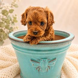 Chrissy - Red female Cavapoo puppy in Cedar City, Utah from Cedar Sprout Puppies