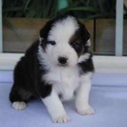Fargo - Black tri-color male Australian Shepherd puppy in Circleville, Utah from Canyon Creek Aussies