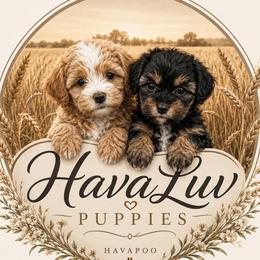 Havapoo puppies from Havaluv Puppies