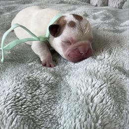 Girl 4 - Fawn female French Bulldog puppy in Galt, California from The three little frenchies