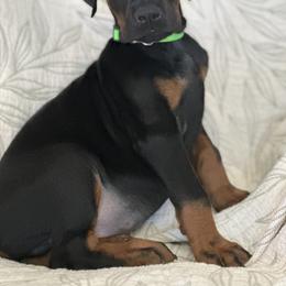 Doberman Pinscher Puppies from Noble Doberman