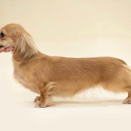 Blanche - Cream female Dachshund puppy in Venice, Florida from Crowline Kennels