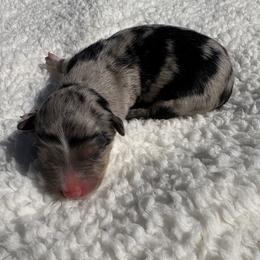 Maddie - Blue merle female Miniature Australian Shepherd puppy in Signal Mountain, Tennessee from D & D Miniature and Toy Australian Sheppards
