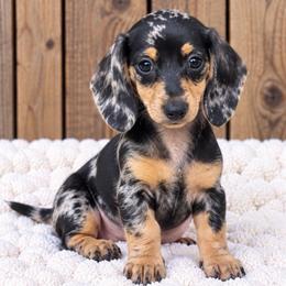 Eloise - Dapple female Dachshund puppy in Industry, Illinois from KDKs Kennels