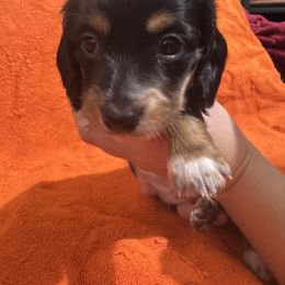 Dachshund All Grown Up from Sandy's Mini Weenies in Cali