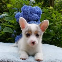 American Corgi and Pembroke Welsh Corgi Puppies from Whimsical Treasure Corgis