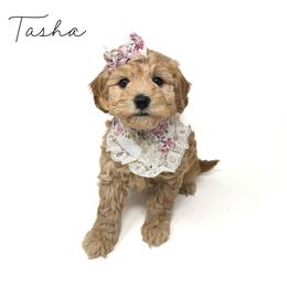 Tasha - Apricot female Goldendoodle puppy in Crawfordsville, Indiana from Winding Creek Ranch Doodles