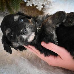 Comet - Tri-color male Bernedoodle puppy in Lookout, California from Remington Kennels, LLC
