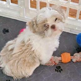 Jake - Shih Tzu