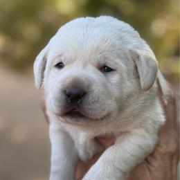 Summer - Yellow female Labrador Retriever puppy in Lake Hughes, California from Golden Hills Retrievers