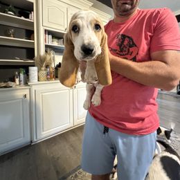 Thumper - Lemon and white male Basset Hound puppy in Brandon, Mississippi from Milton’s Bassets